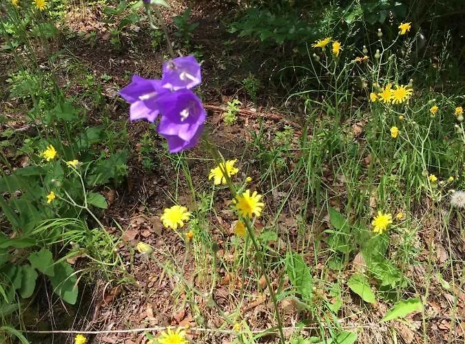 Apartmán Panorama-blick